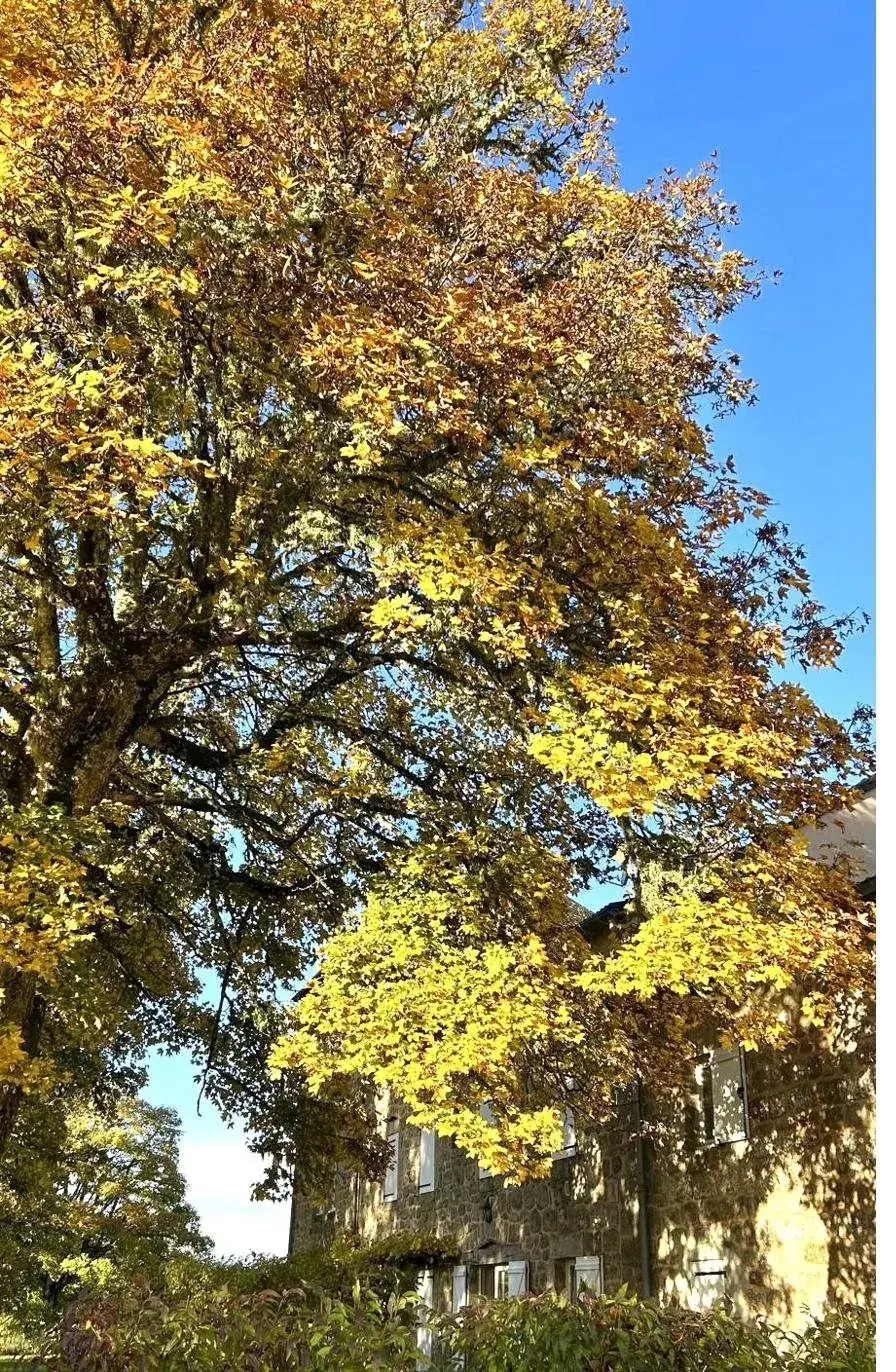 Les arbres aux couleurs d'automne