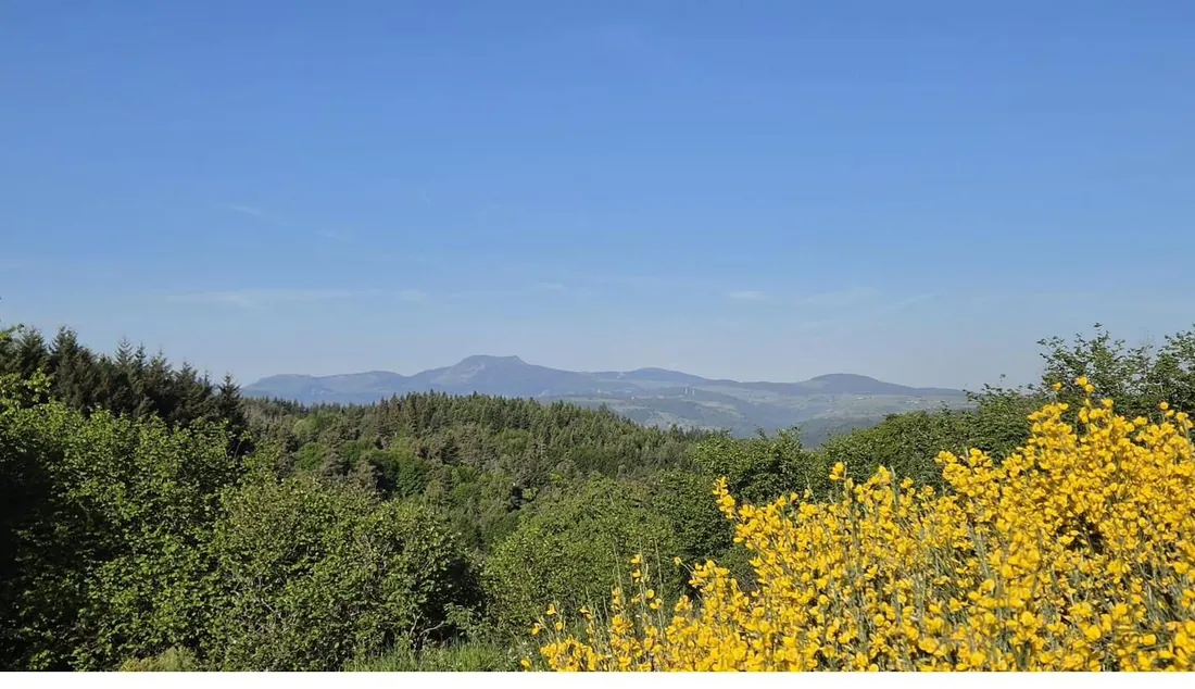 Les genêts en fleurs